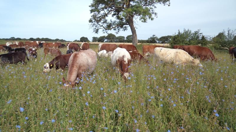 Cows in Meadow