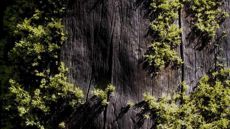 Moss Website