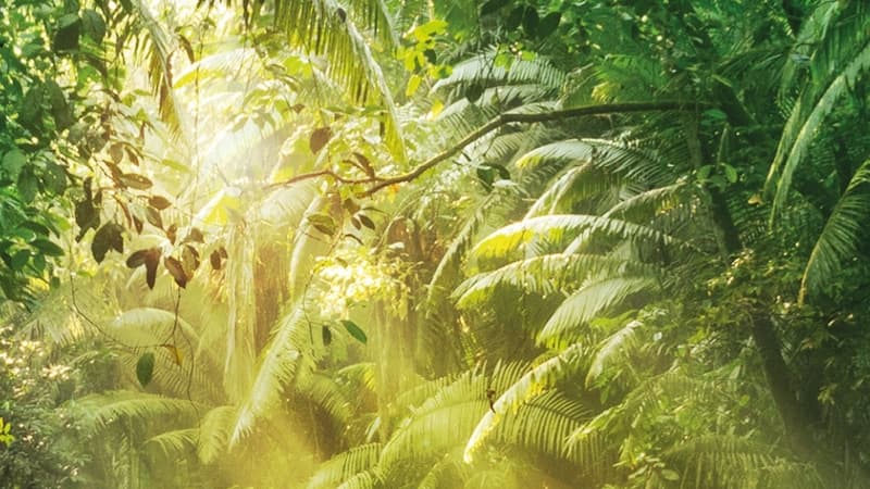 Rainforest