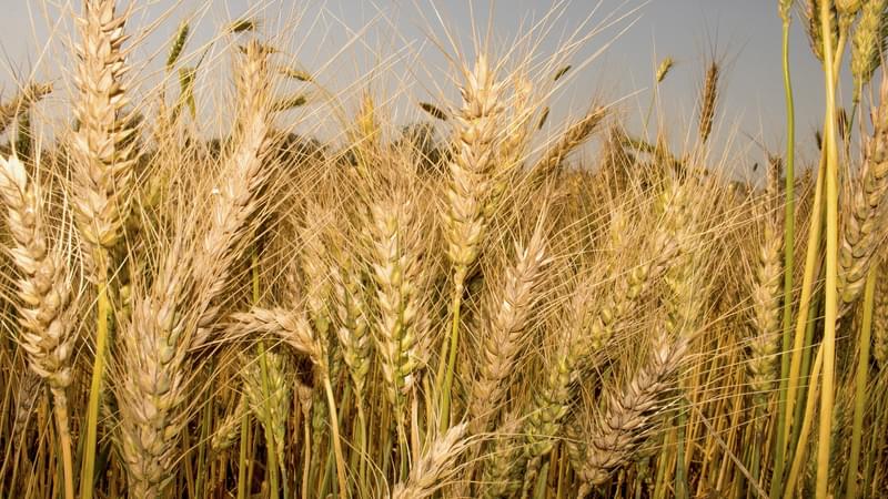 Wheat 5011249 1920